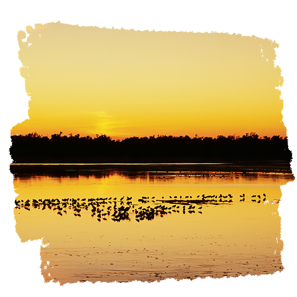 birds in water at sunset with strip of land in back